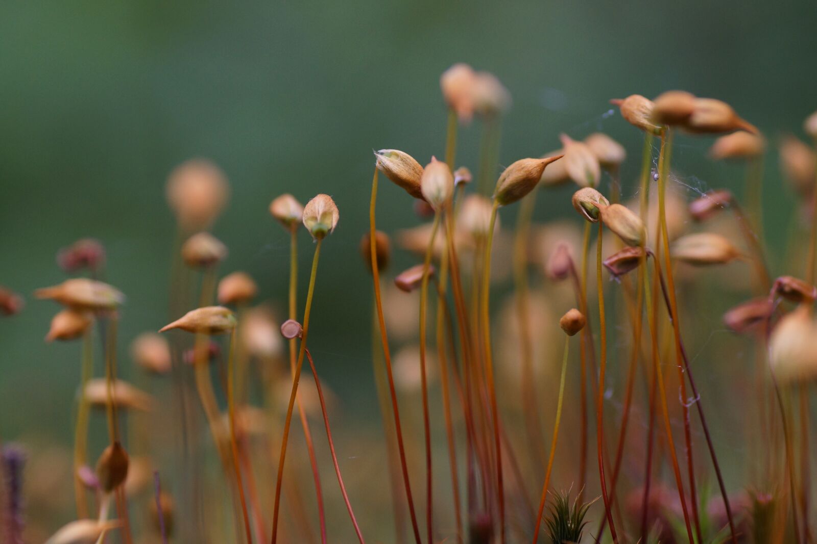 Sony SLT-A65 (SLT-A65V) sample photo. Moss, spores, mossy photography