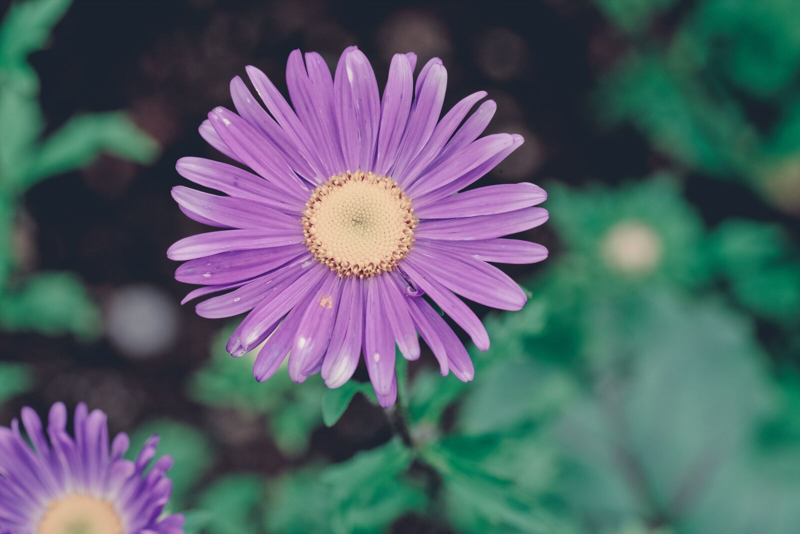 Nikon D750 sample photo. Flower, blossom, bloom photography