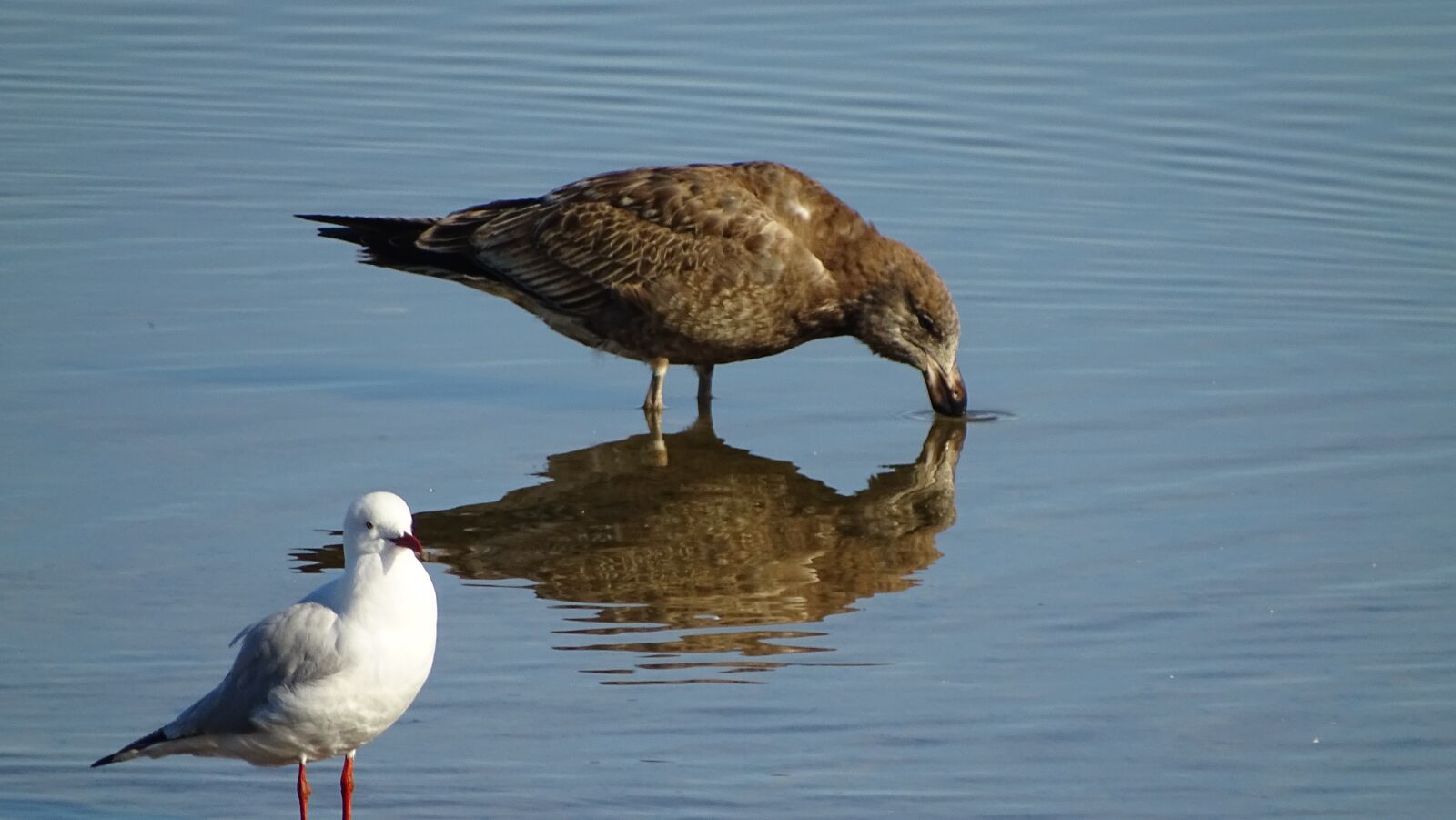 Sony Cyber-shot DSC-HX400V sample photo. Shearwater, seagull, seabird photography