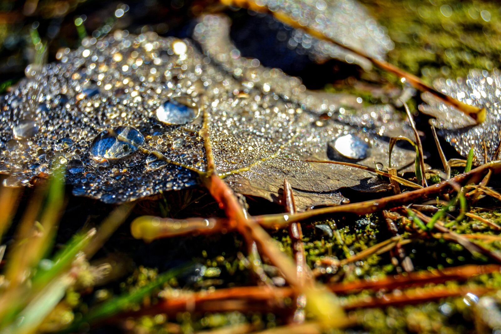 Nikon D5200 sample photo. Leaf, autumn, pearls photography