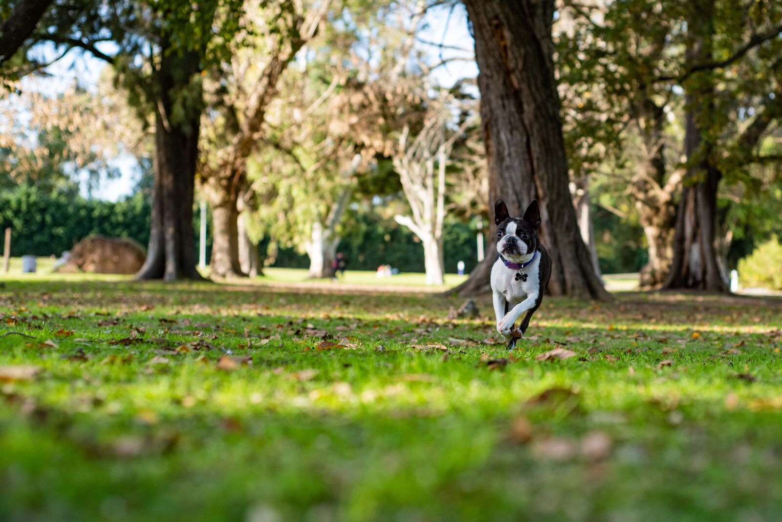 Nikon D750 sample photo. Bostonterrier, dog, puppy photography