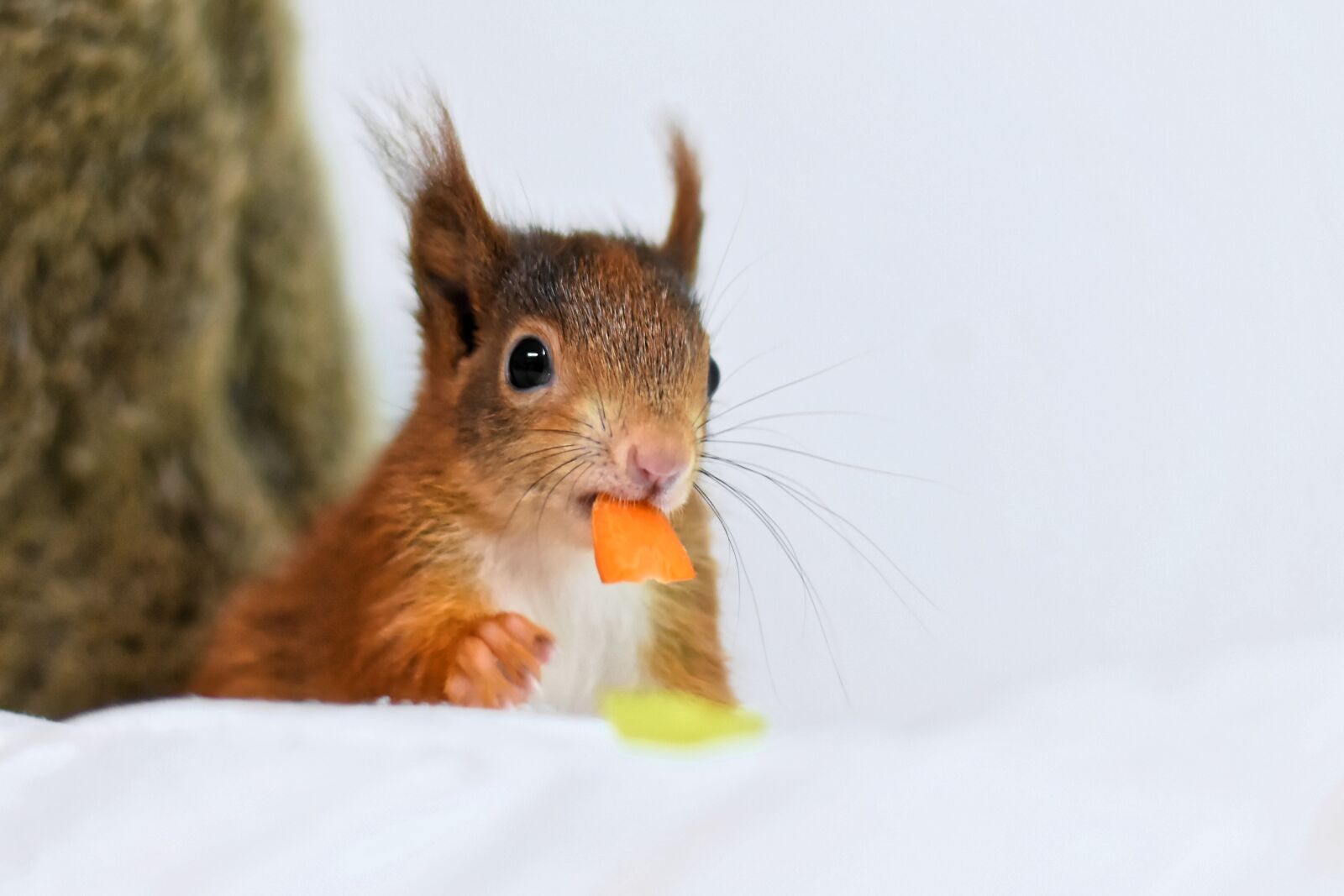 Nikon D7200 sample photo. Squirrel, young animal, small photography