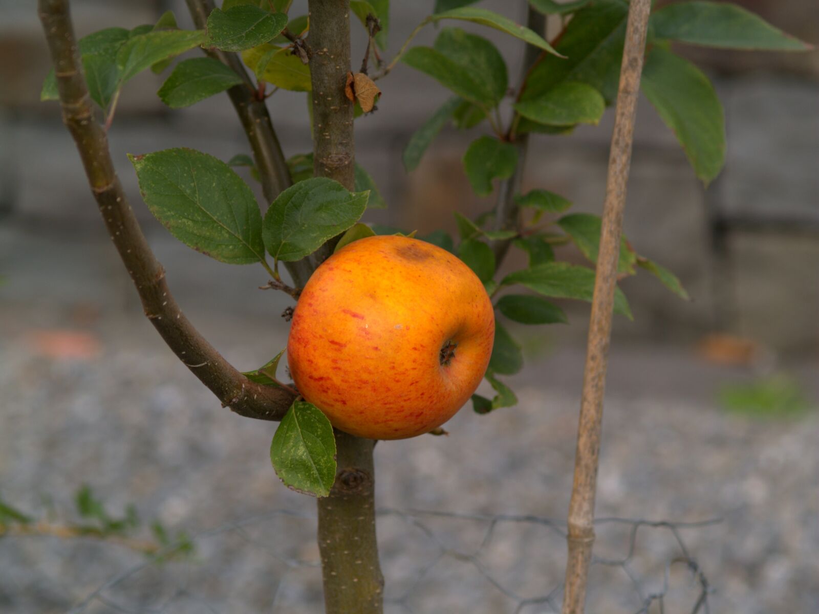 Olympus E-500 (EVOLT E-500) sample photo. Fruit, apple, autumn photography