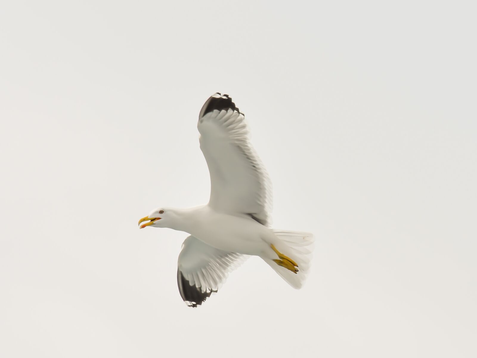 Nikon D7200 sample photo. Seagull, bird, white photography