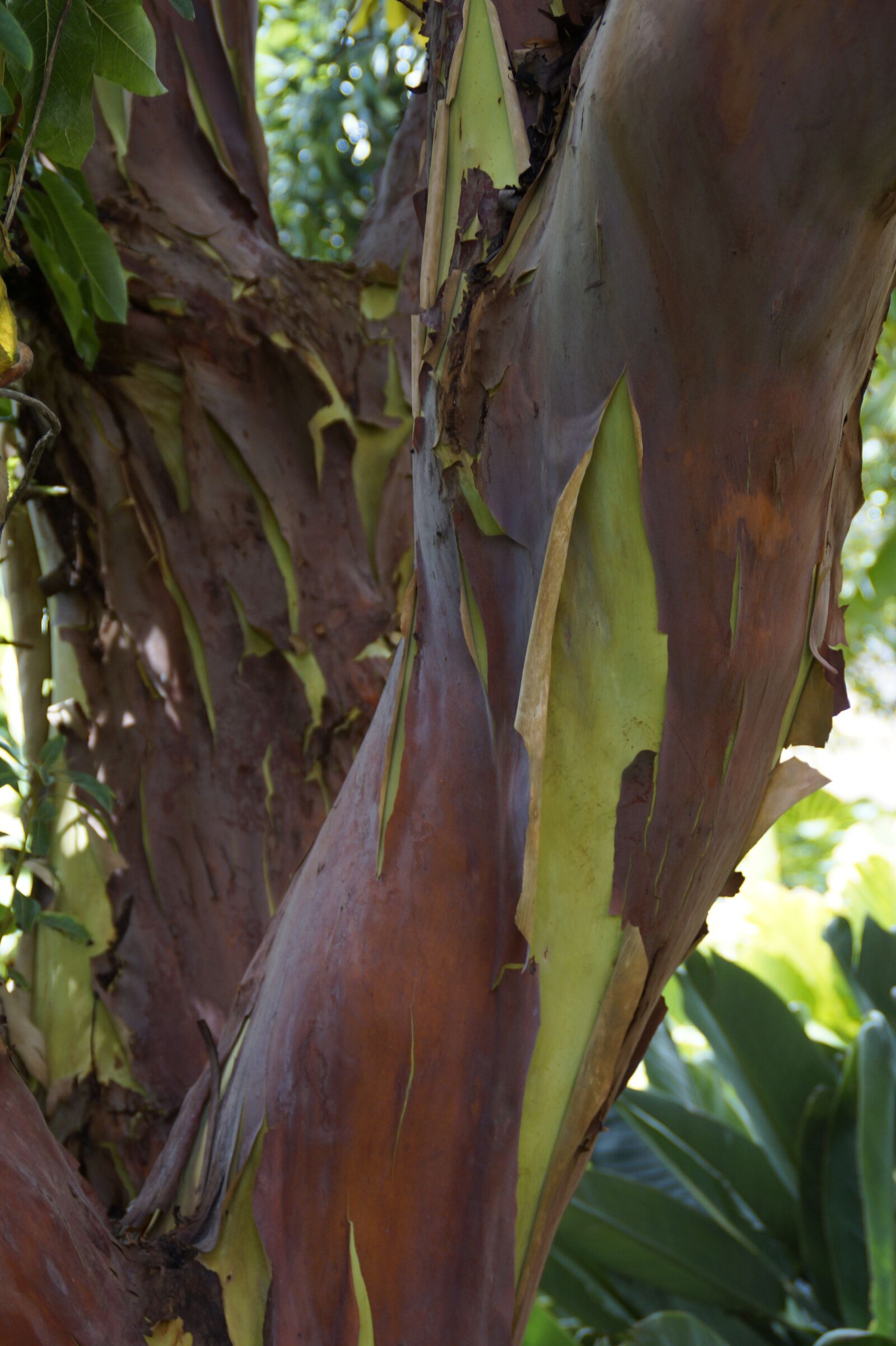 Sony SLT-A58 sample photo. Arbutus canariensis, tree, canary photography