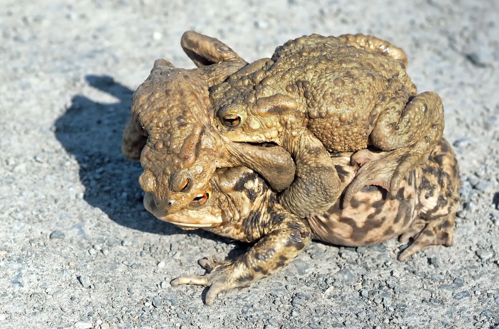 Olympus M.Zuiko Digital ED 60mm F2.8 Macro sample photo. Toads, hike, pairing photography