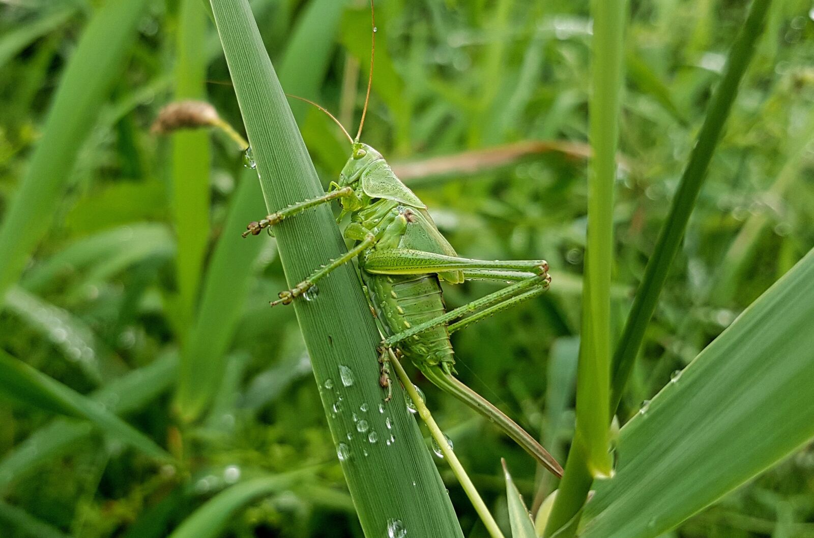Samsung Galaxy S7 sample photo. Grasshopper, viridissima, insect photography