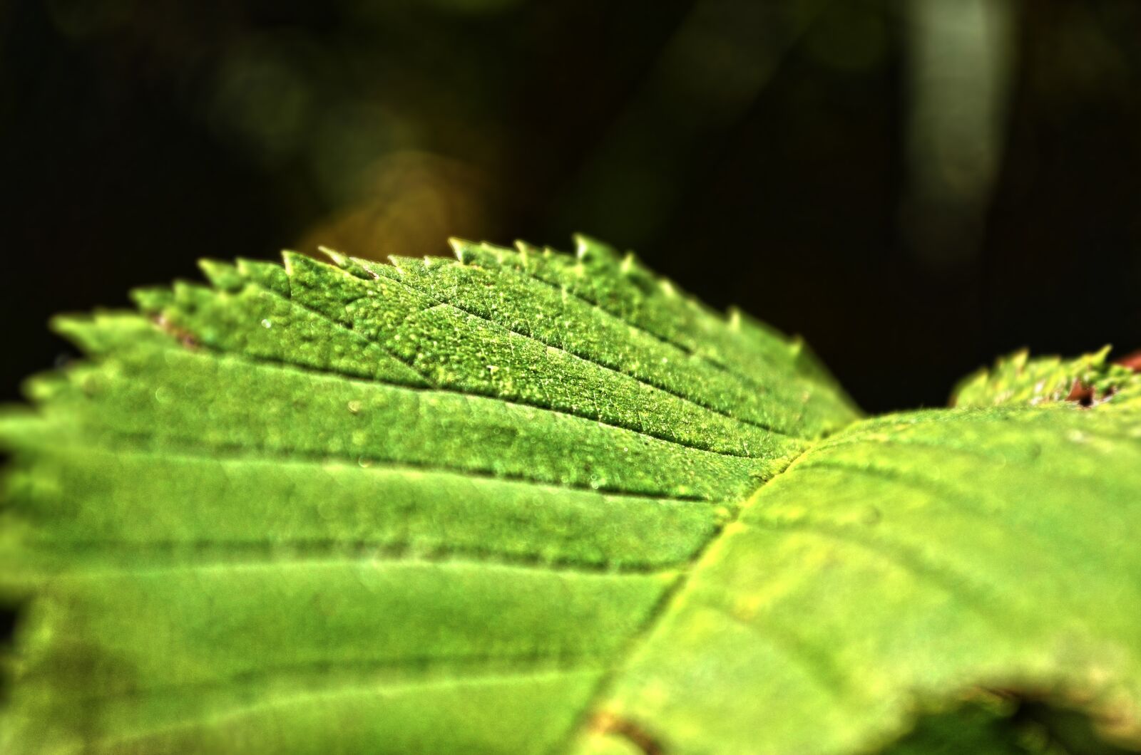 Nikon D5100 sample photo. Nature, autumn, sheet photography