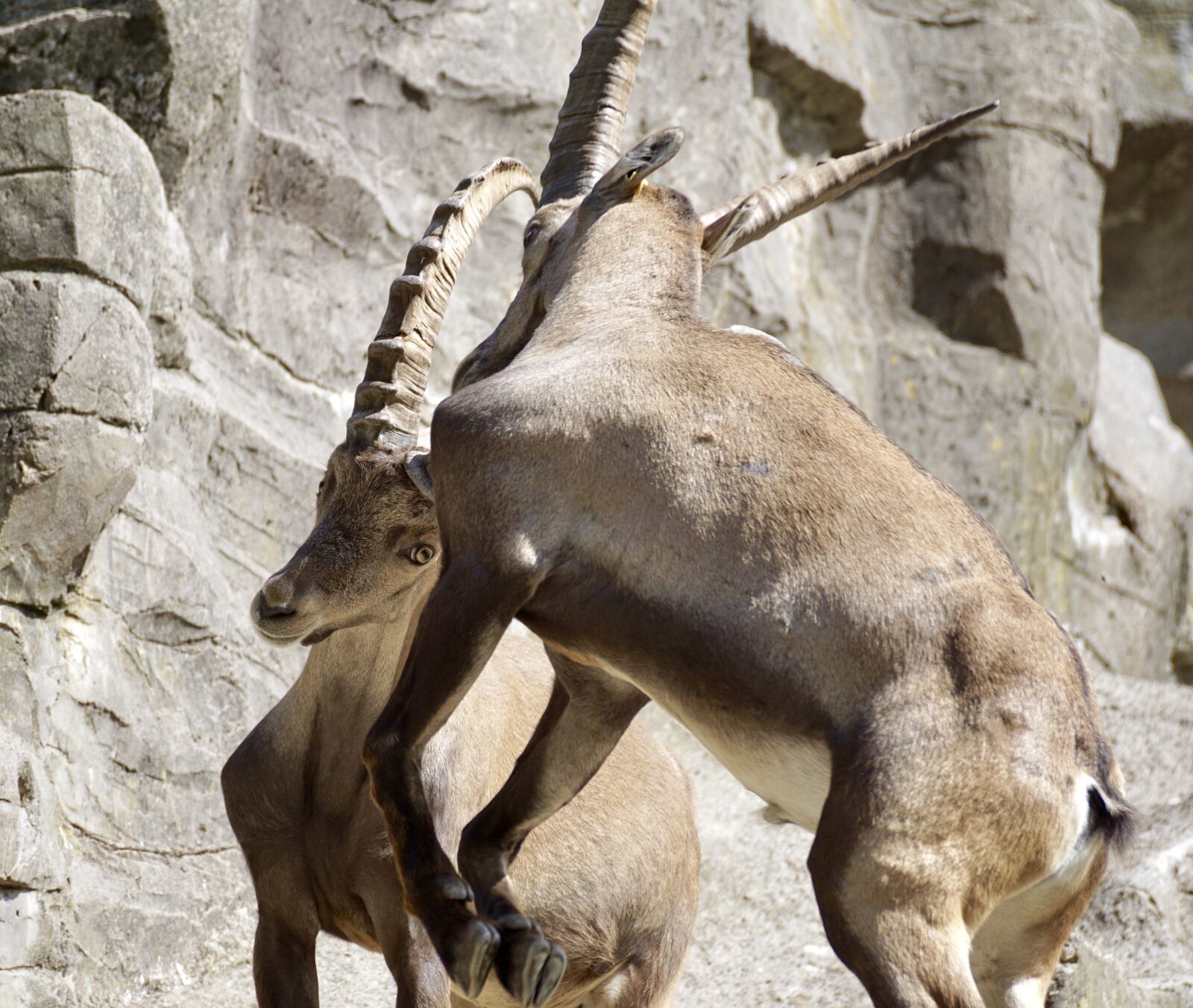 Sony DT 55-300mm F4.5-5.6 SAM sample photo. Ibex, male, horned photography