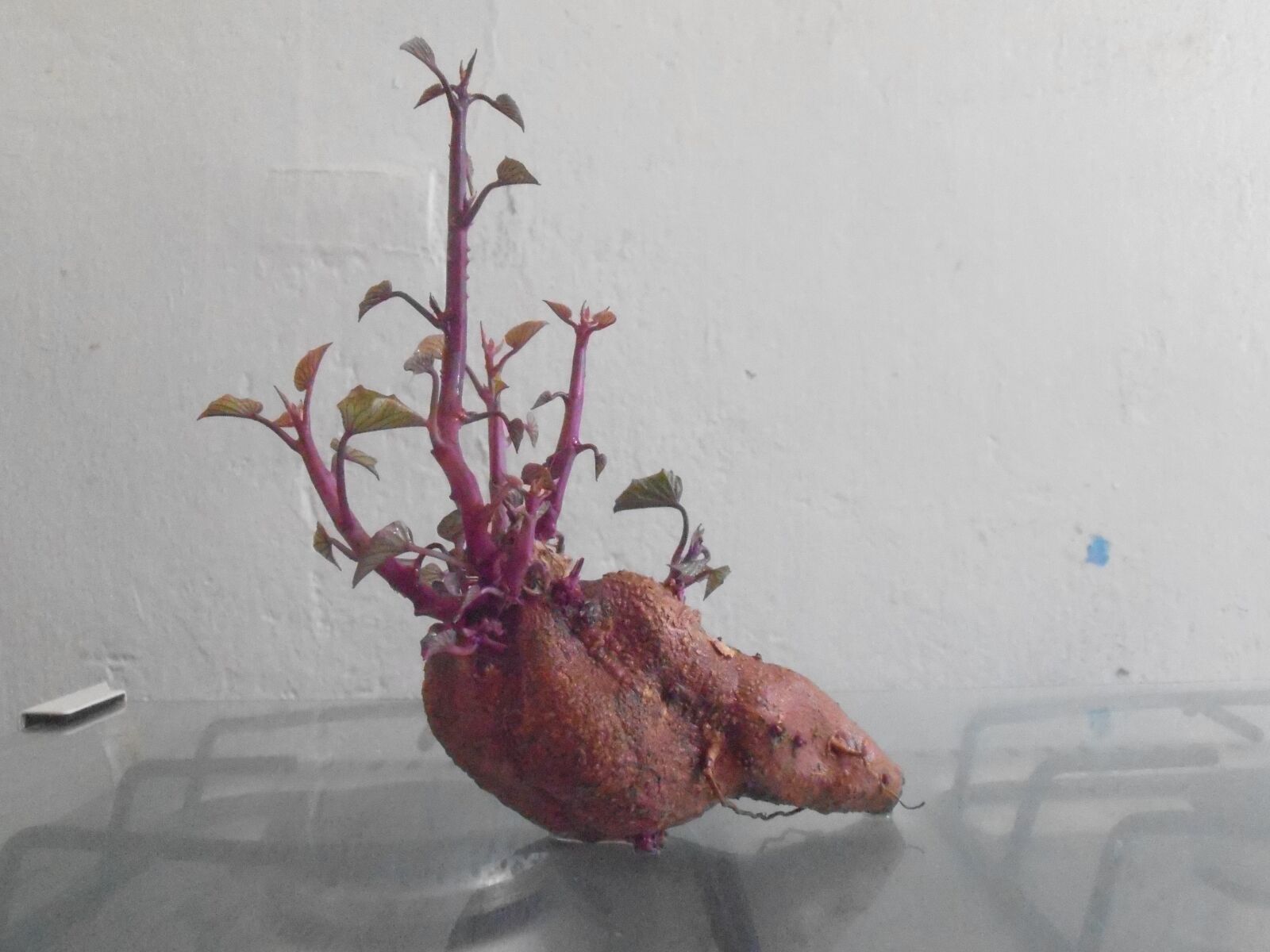 Olympus VR310,D720 sample photo. Sweet potato, vegetable, food photography