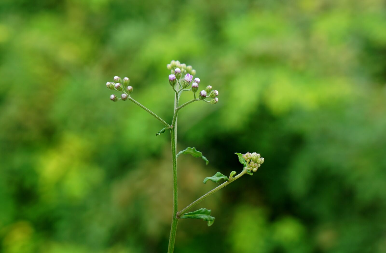 Sony Alpha NEX-F3 + Sony E 18-55mm F3.5-5.6 OSS sample photo. Natural, weed, flowers photography
