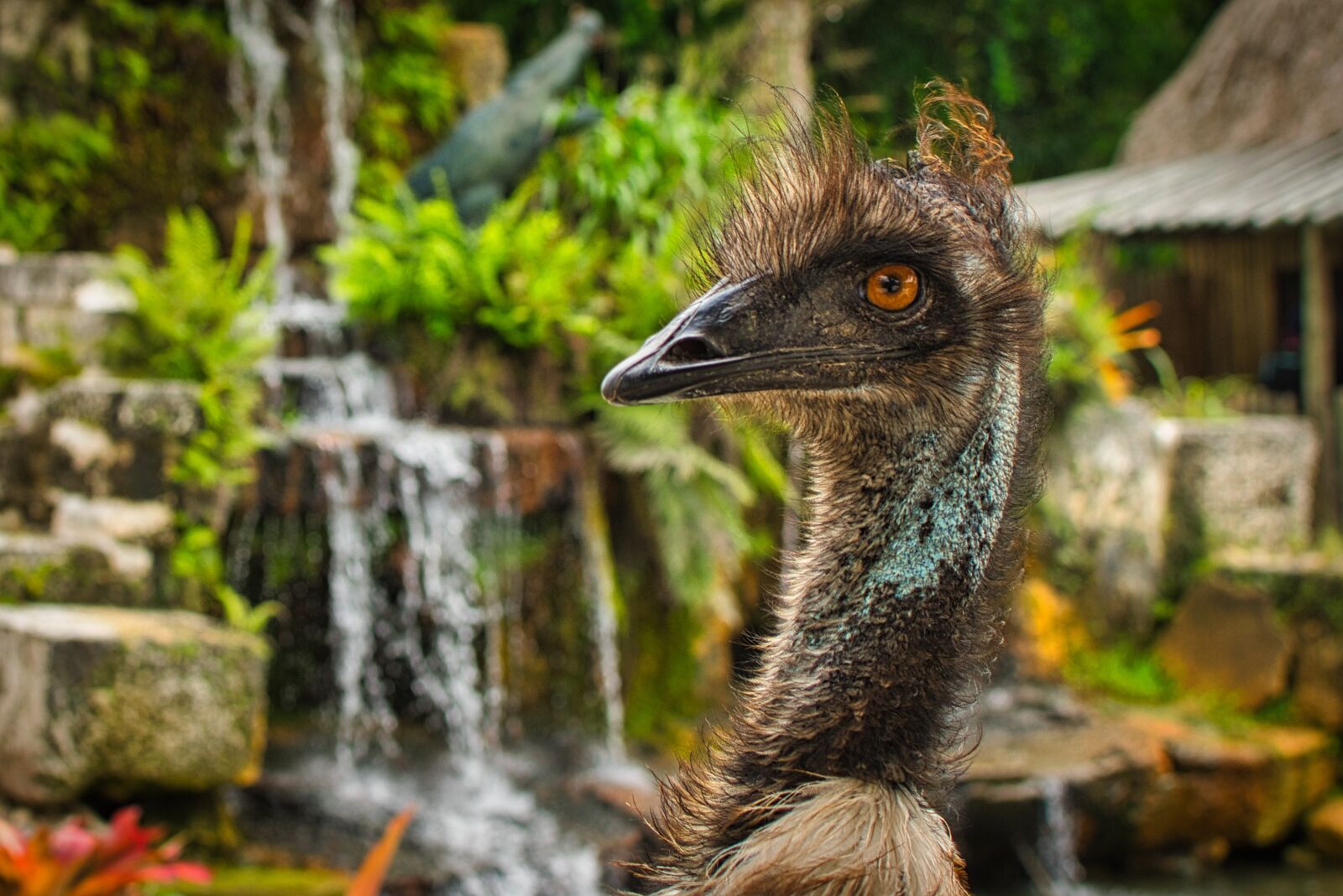 Nikon D5300 sample photo. Emu, bird, head photography