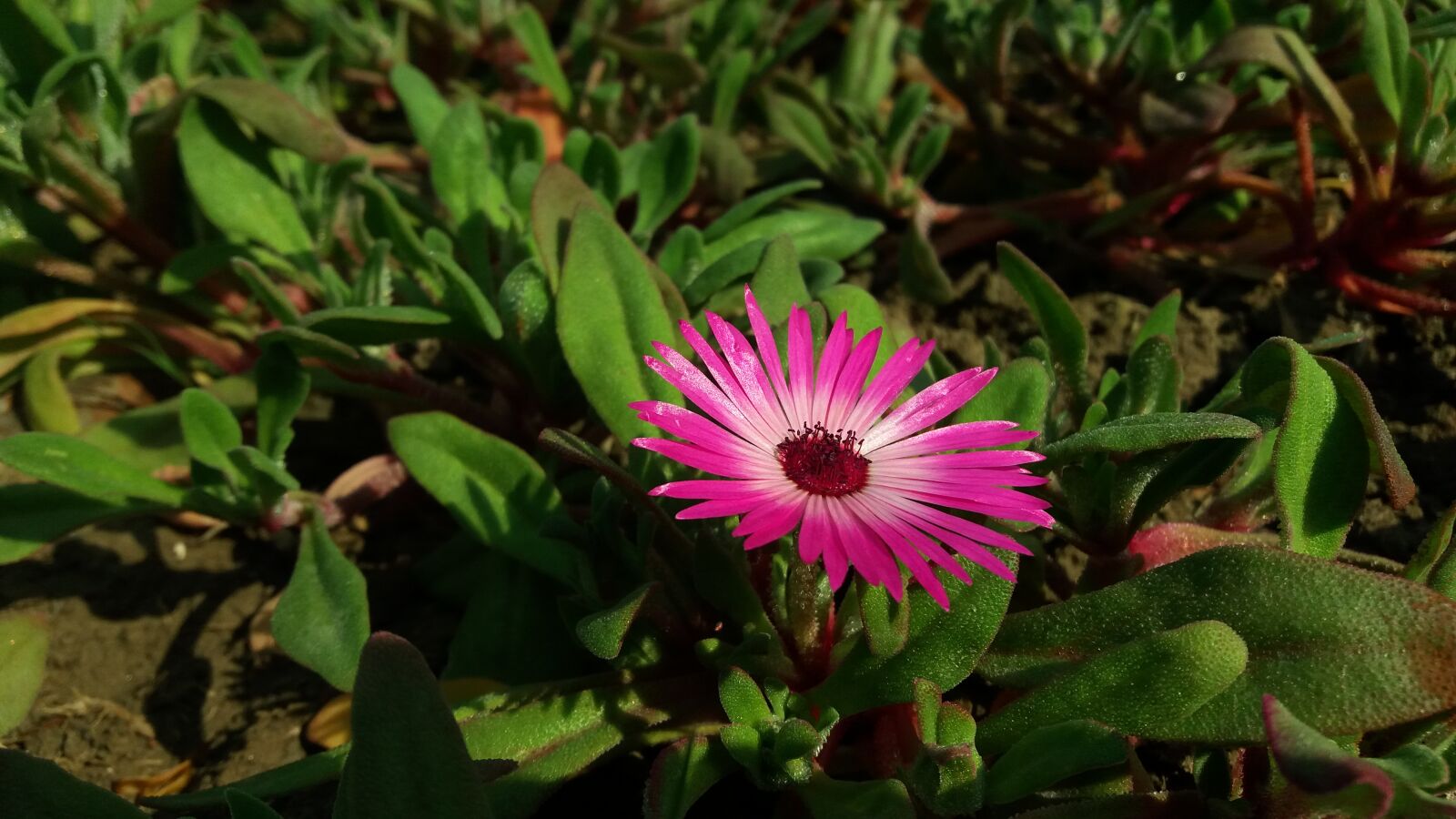 Samsung Galaxy J5 sample photo. Navi, vats, nature, photography photography