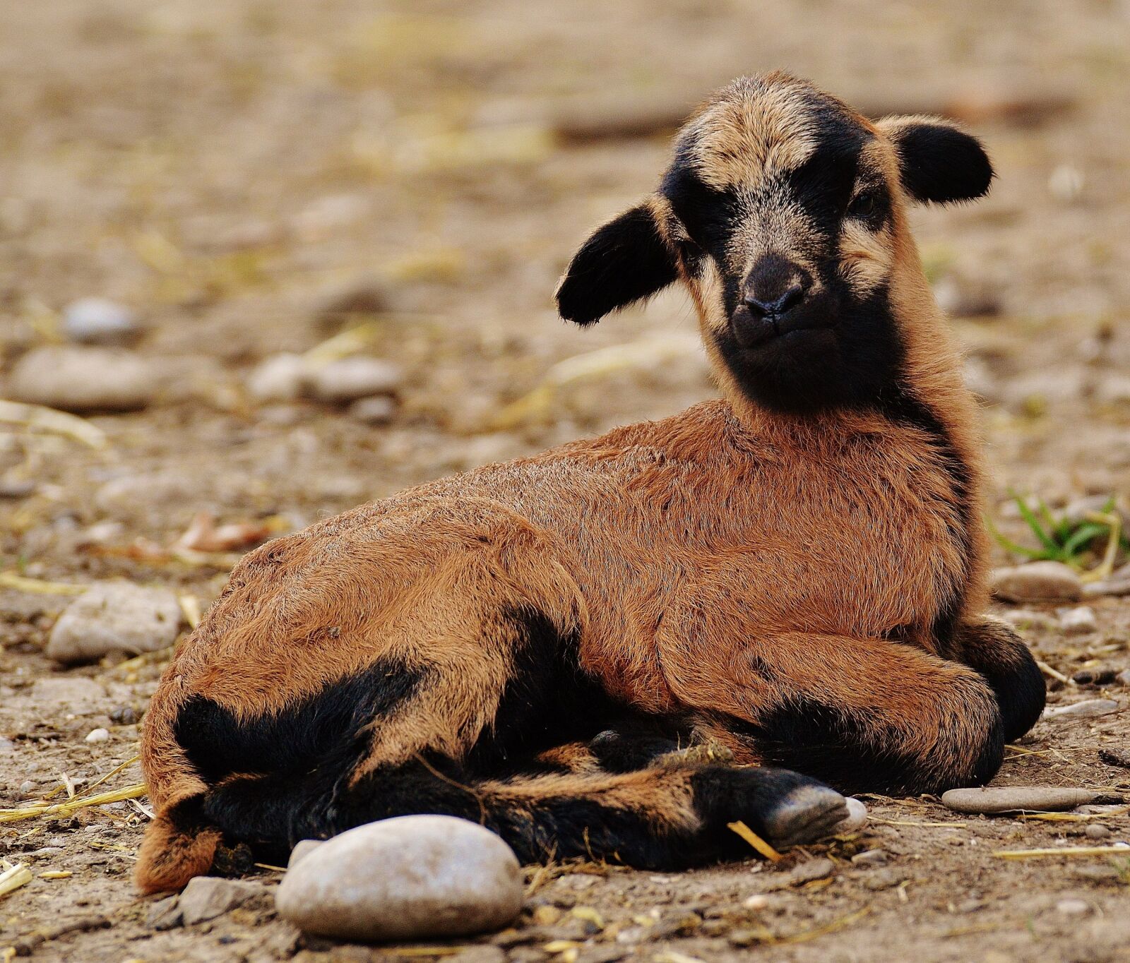Nikon D3200 sample photo. Sheep, wildpark poing, reborn photography