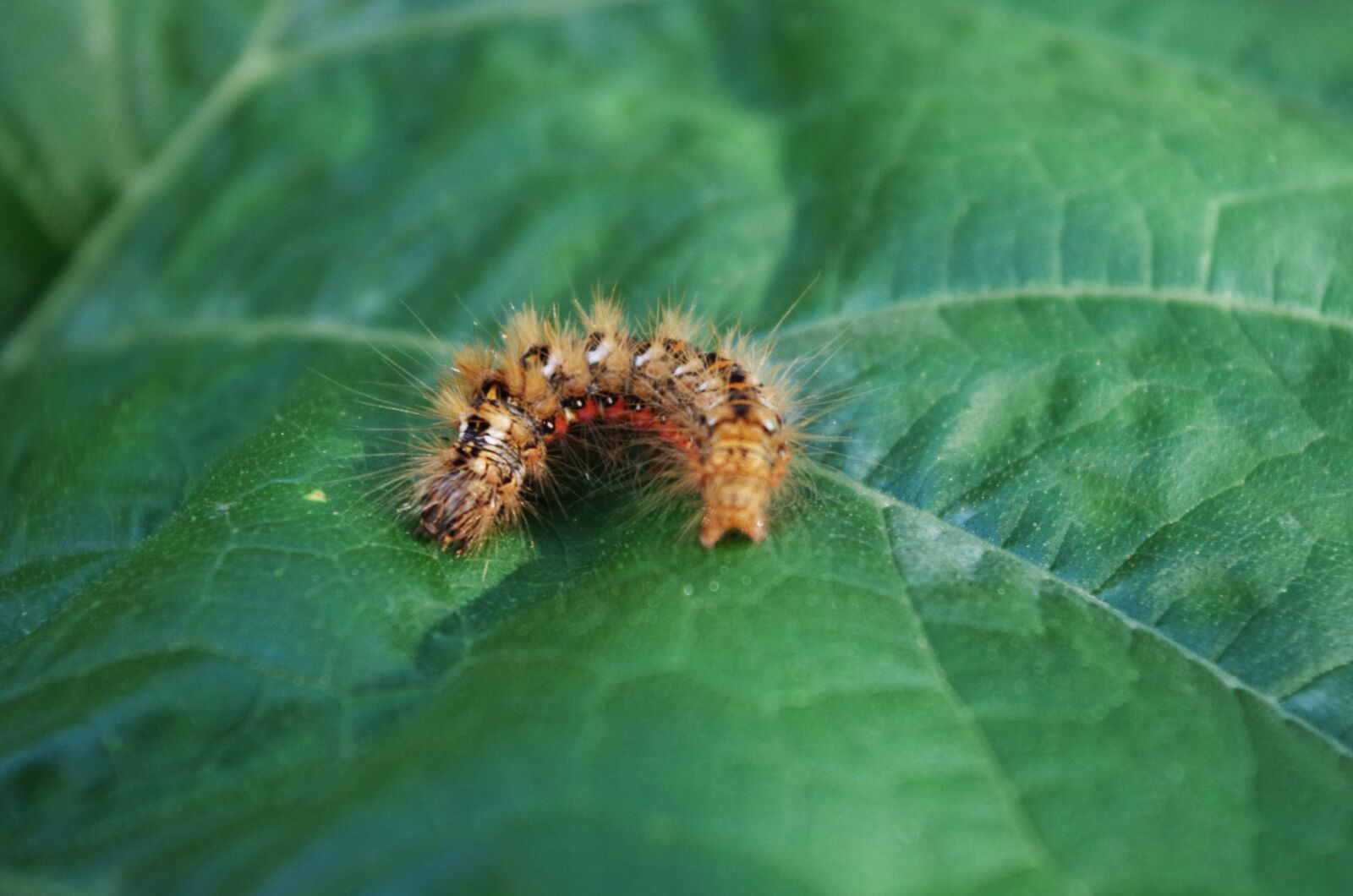 Pentax K-500 sample photo. Caterpillar, hairy, on a photography