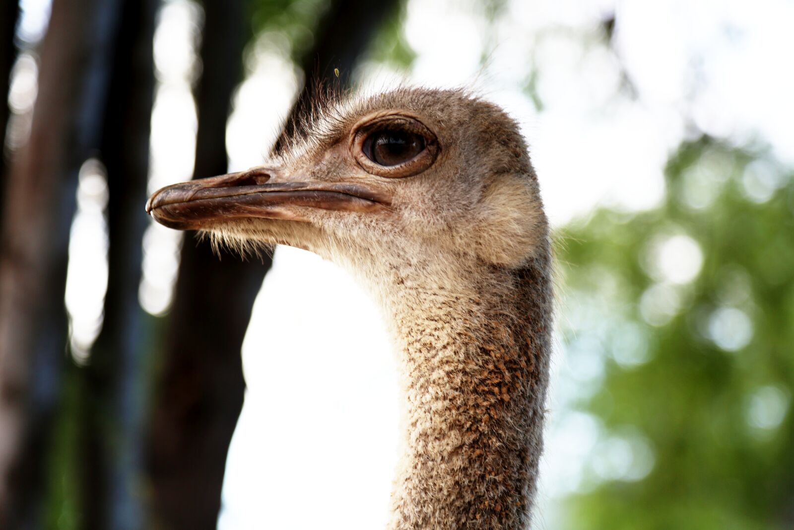 Canon EOS 5D Mark III sample photo. Ostrich head, bird, land photography