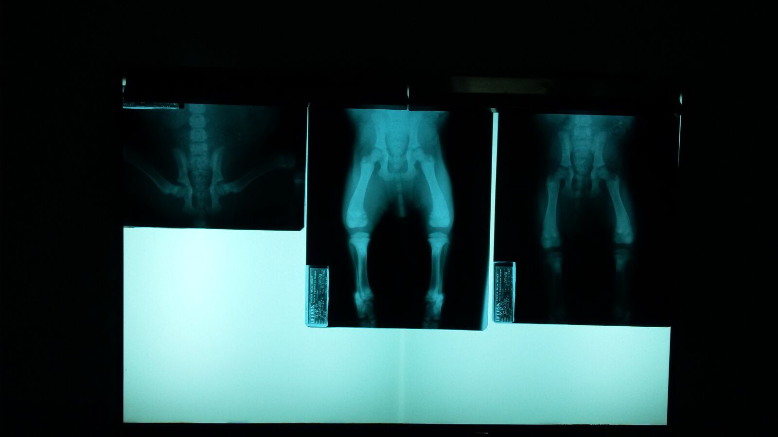 Samsung Galaxy S5 Mini sample photo. Radiograph, veterinary, pelvis photography