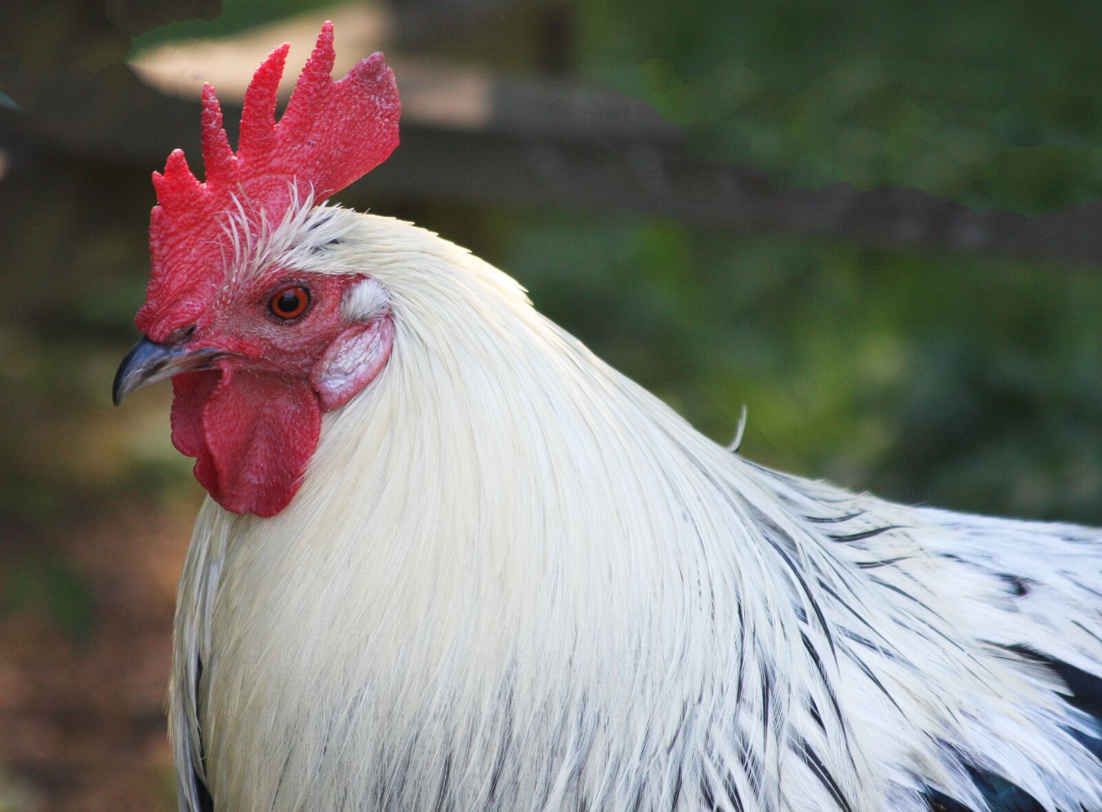 Canon EOS 40D sample photo. Hen, portrait, white photography