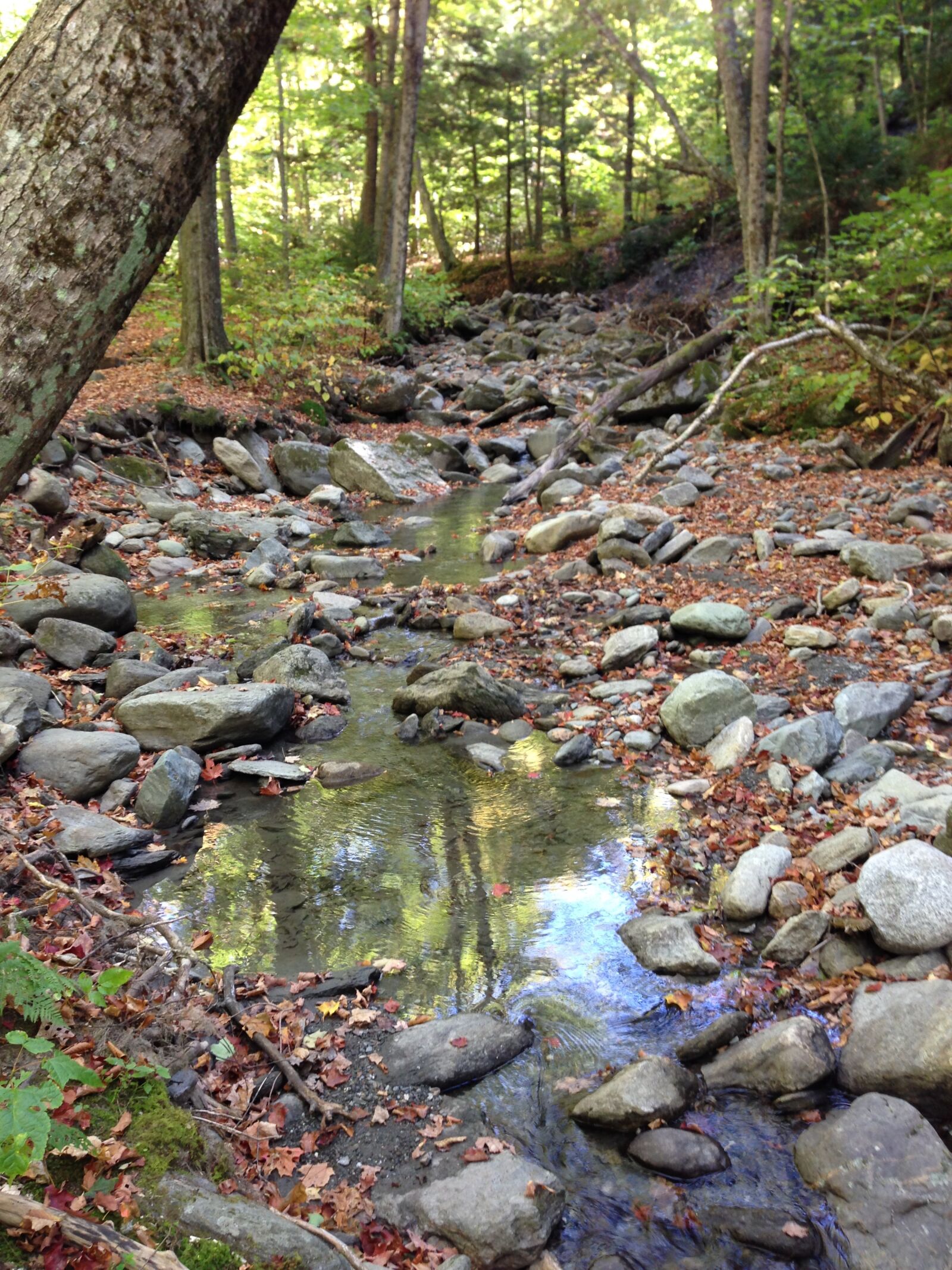 iPhone 5 back camera 4.12mm f/2.4 sample photo. Nature, forest, creek photography