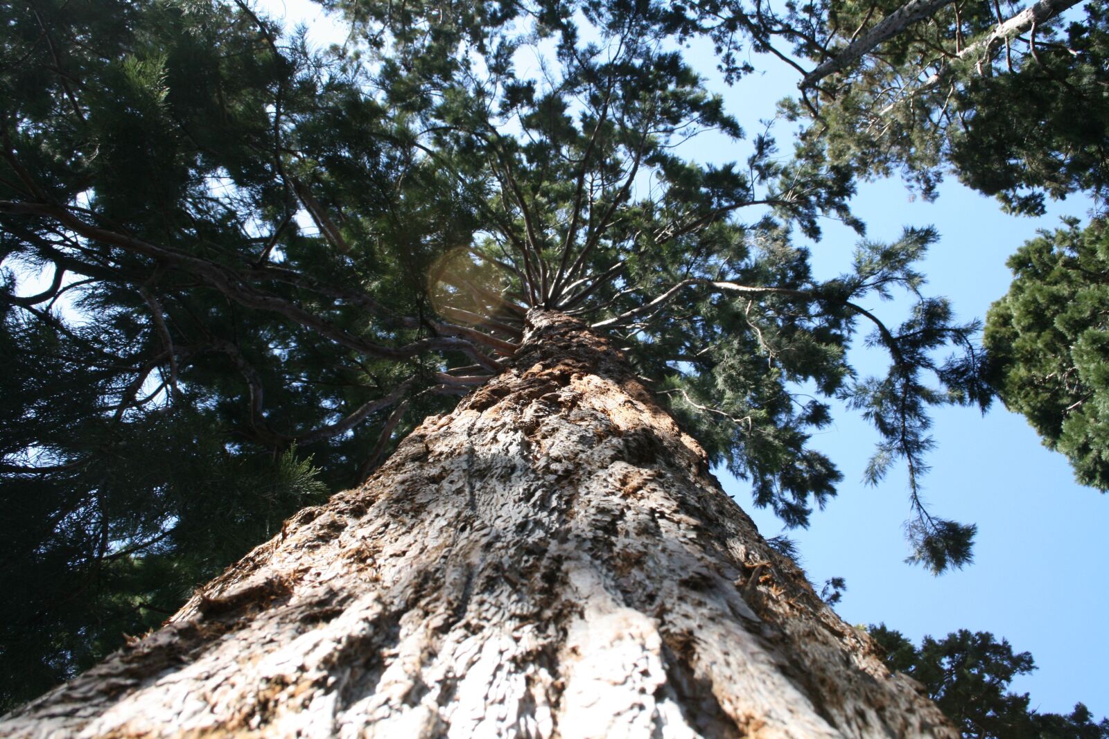 Canon EOS 400D (EOS Digital Rebel XTi / EOS Kiss Digital X) sample photo. Tree, sky, bark photography
