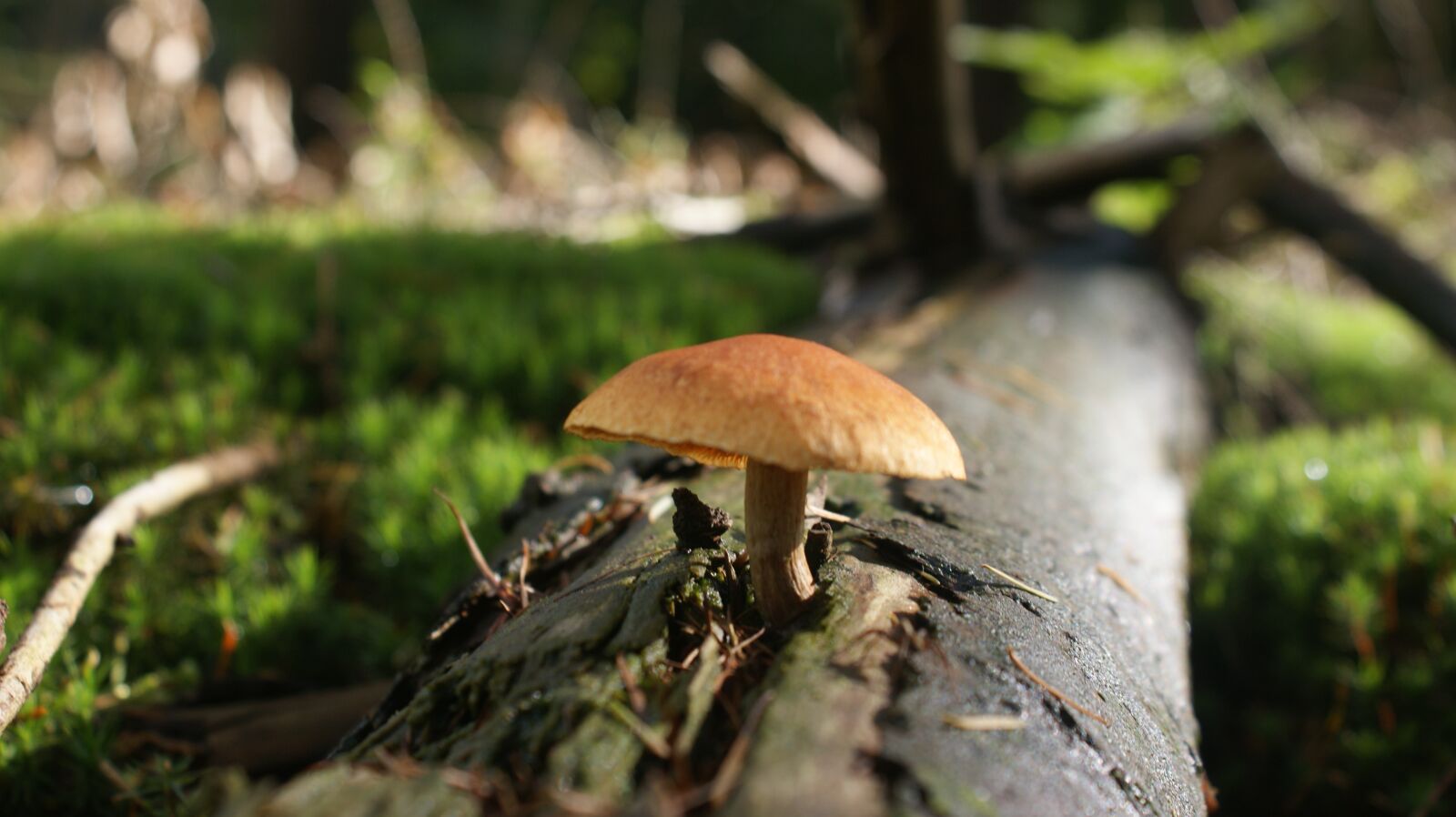 Sony Alpha DSLR-A350 sample photo. Mushroom, forest, magic photography