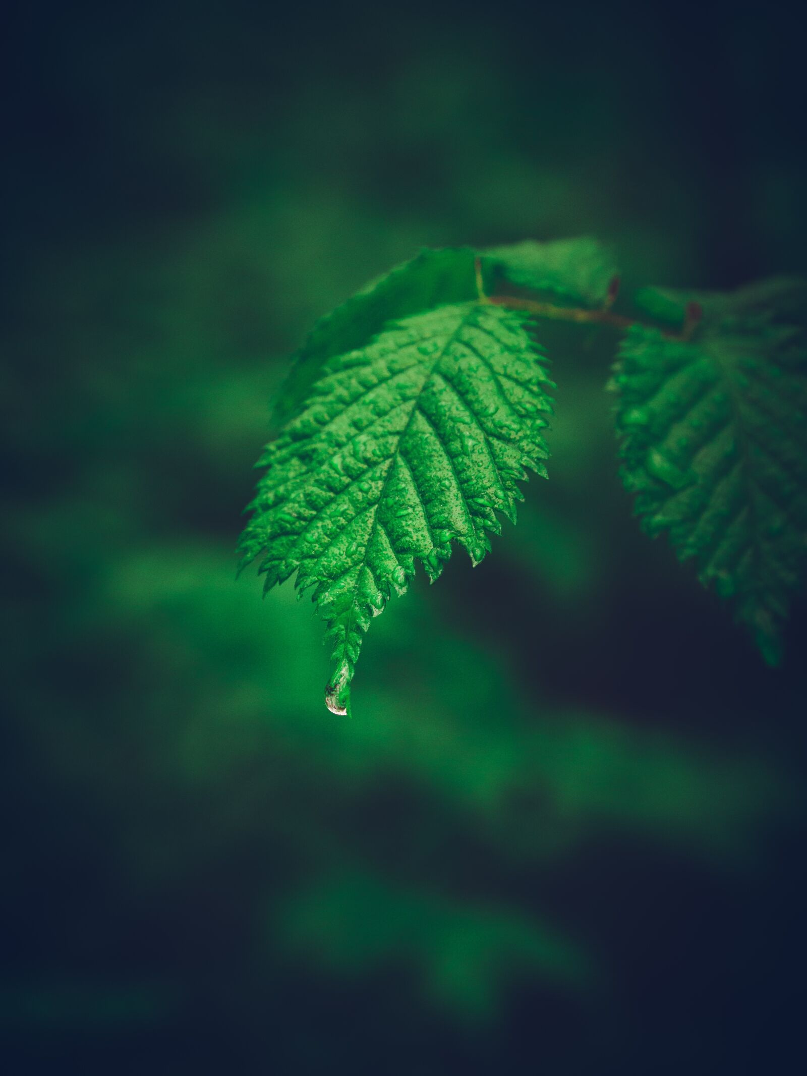 Canon EF 24-105mm F4L IS USM sample photo. Plant, nature, spring photography
