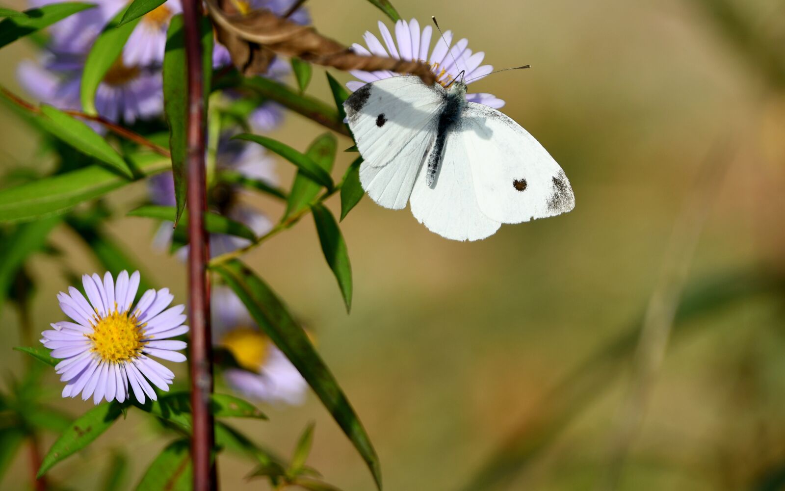 Nikon D7500 sample photo. Butterfly, bielinek, insect photography
