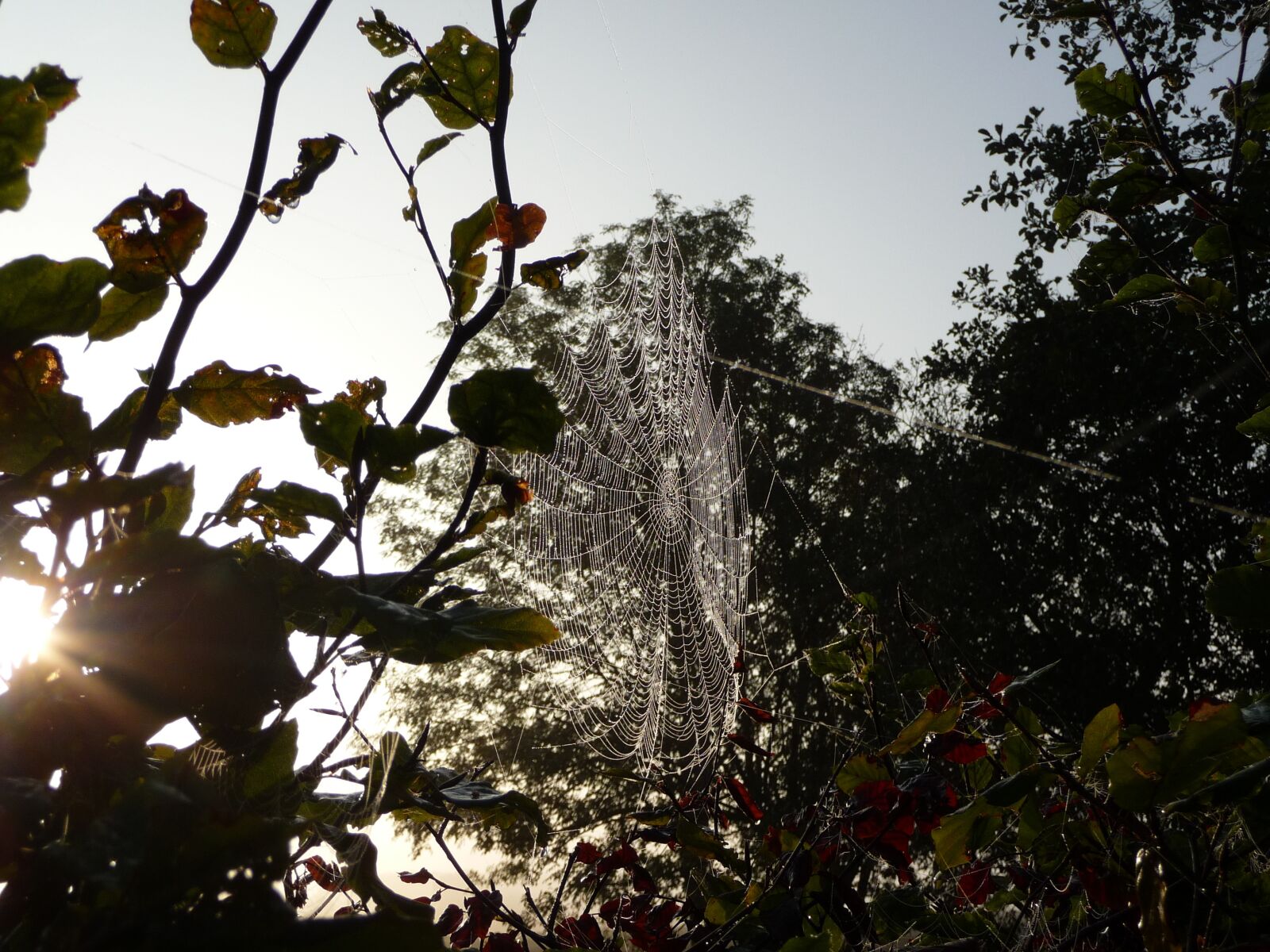 Panasonic Lumix DMC-TZ5 sample photo. Cobweb, nature, spider photography