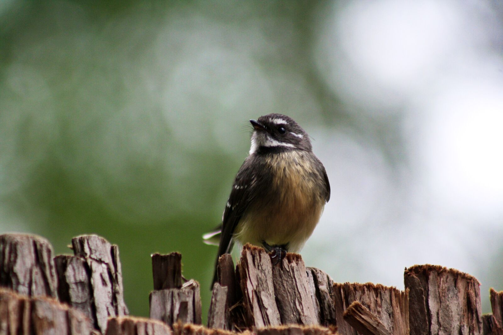 Canon EOS 1000D (EOS Digital Rebel XS / EOS Kiss F) sample photo. Grey fantail, bird, perched photography