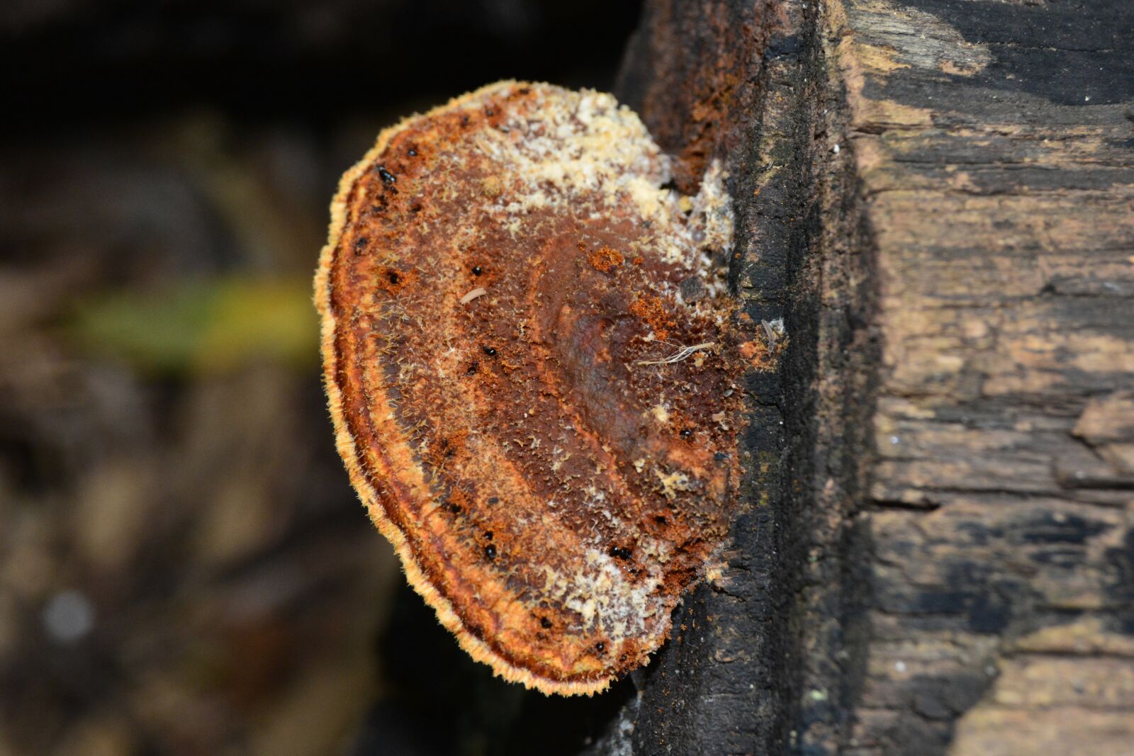 Nikon D5200 sample photo. Polypore, bracket, ganoderma photography
