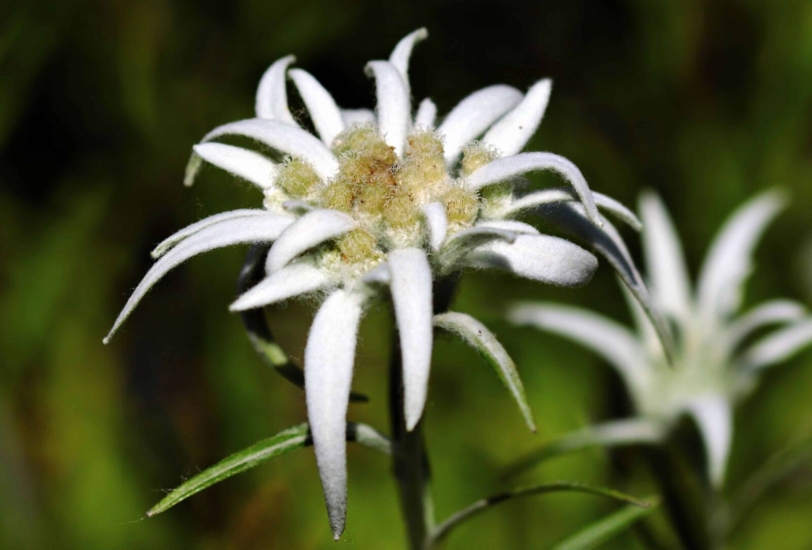 Canon EOS 80D sample photo. Meadow, white flower, petal photography