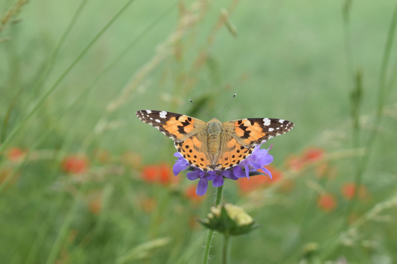 Nikon D5300 sample photo. Butterfly, wing, cornflower photography