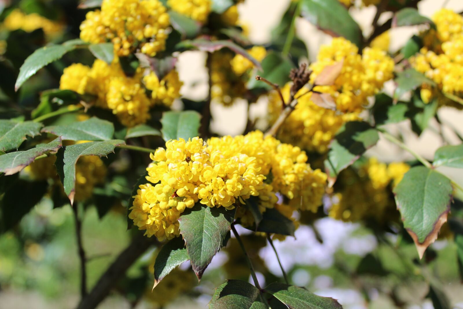 Canon EOS 1300D (EOS Rebel T6 / EOS Kiss X80) sample photo. Plant, flower, nature photography