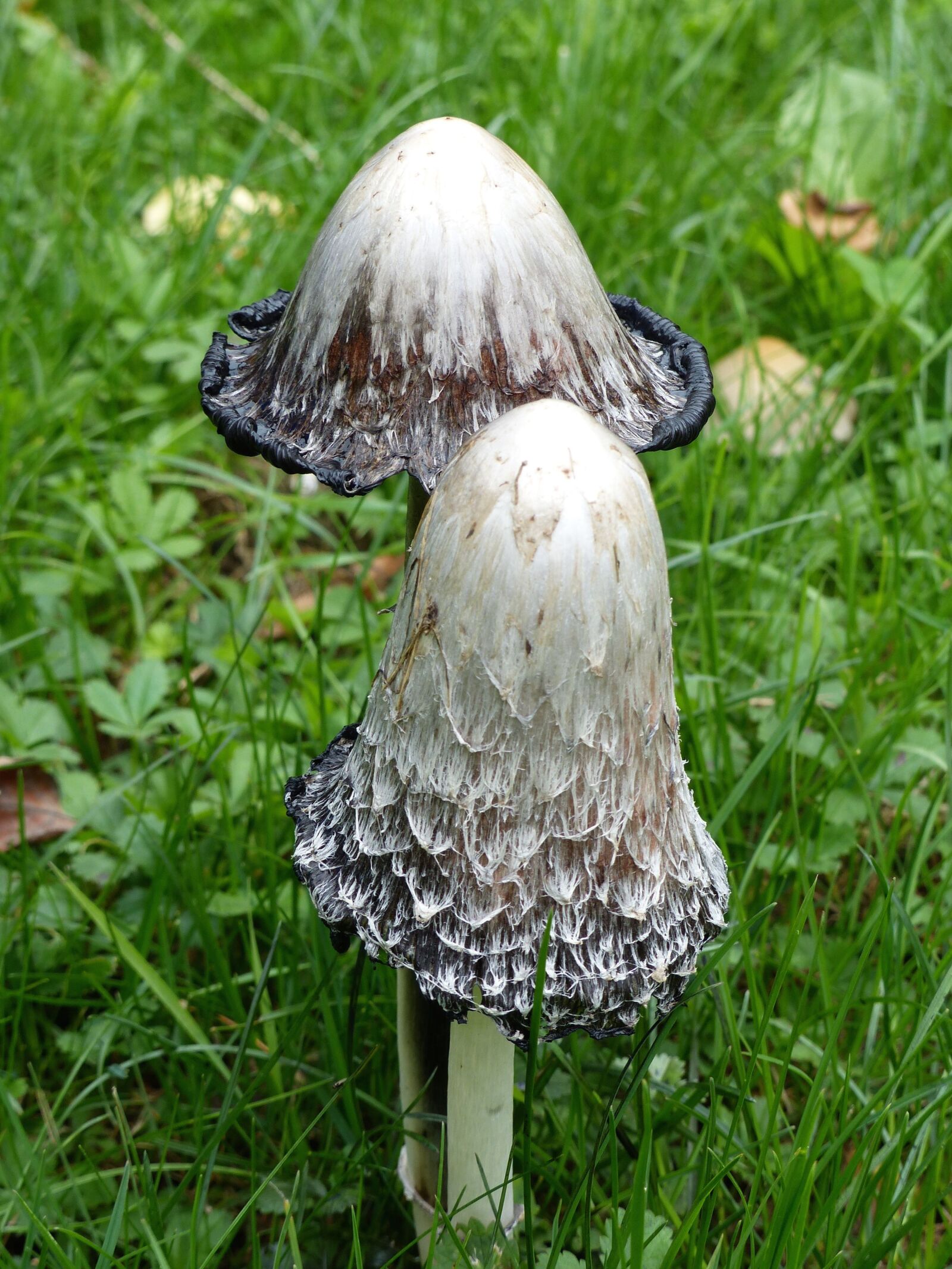 Panasonic Lumix DMC-FZ200 sample photo. Fungus, nature, undergrowth photography