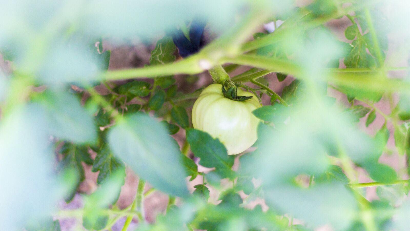 Canon EOS 700D (EOS Rebel T5i / EOS Kiss X7i) + Canon EF 50mm F1.8 II sample photo. Tomato, green, plant photography