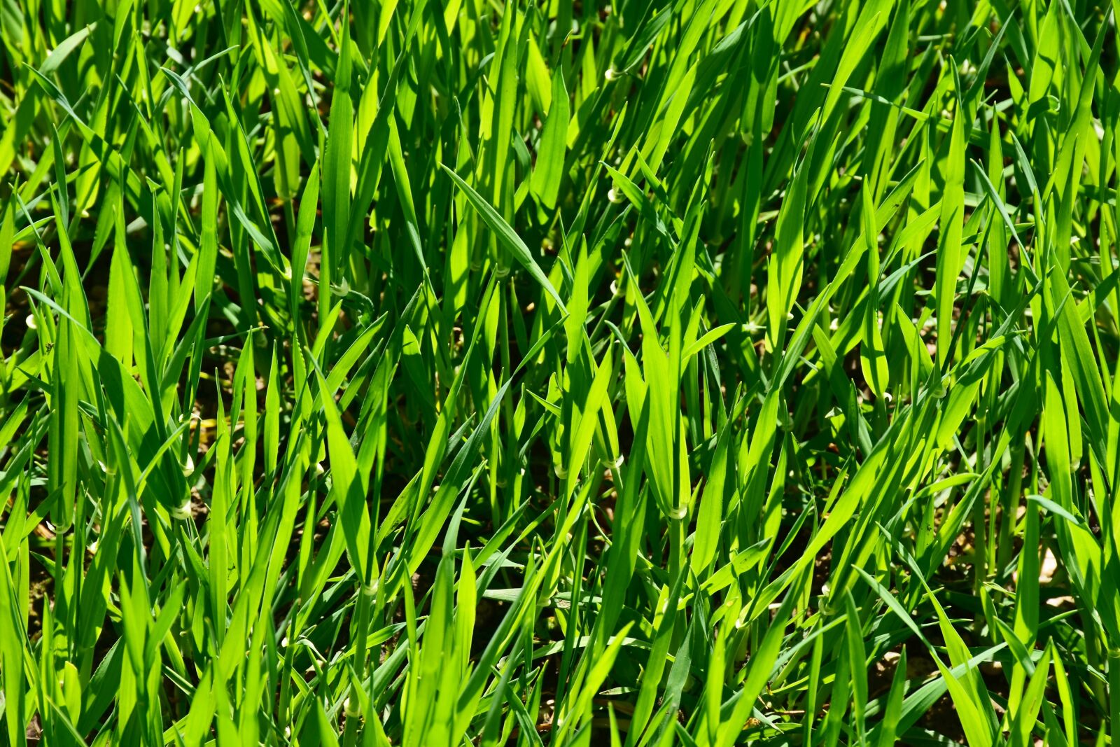 Nikon D7200 sample photo. Grass, plant, growth photography