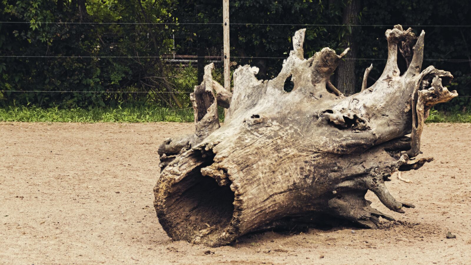 Nikon D5300 sample photo. Tree, log, root photography