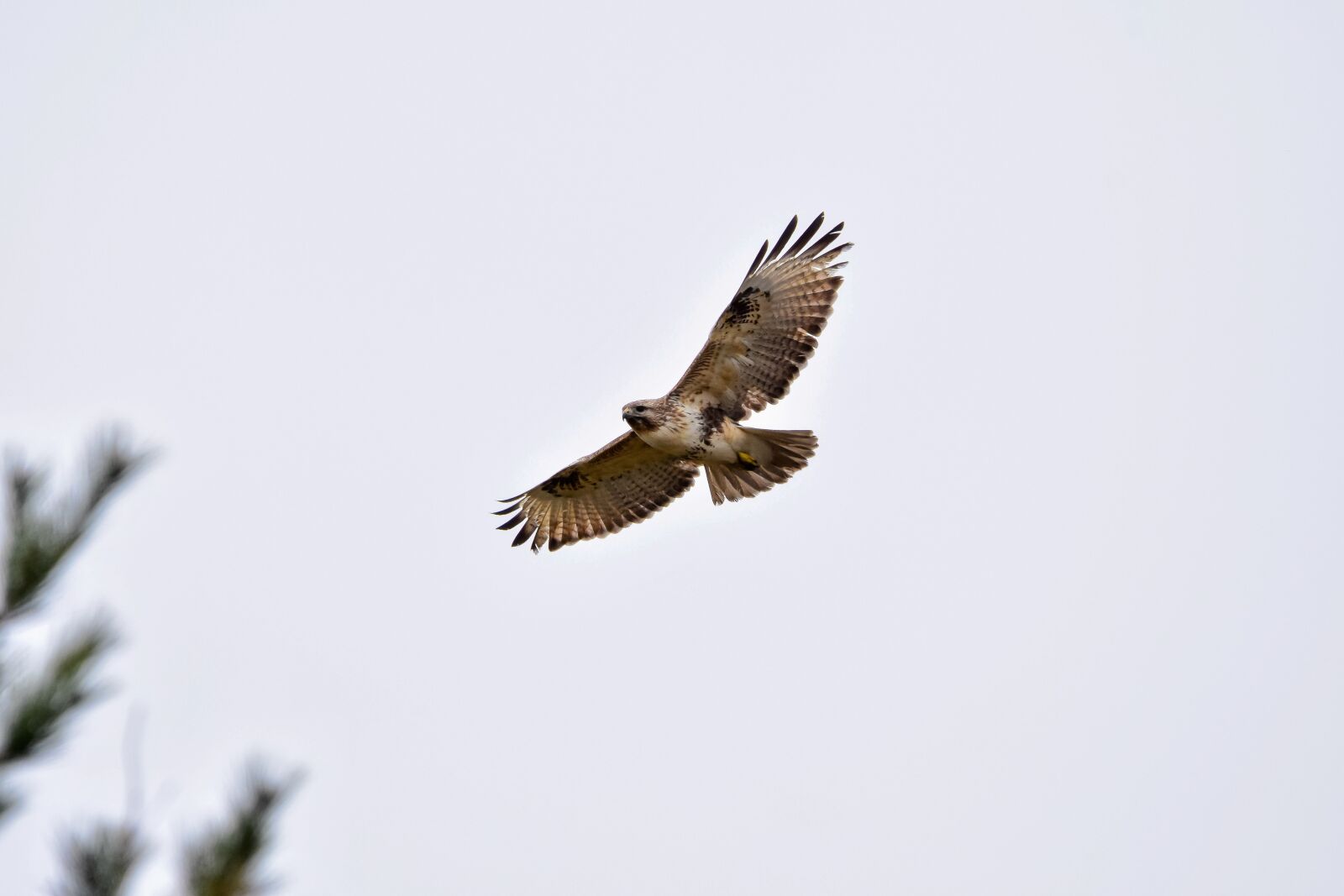 Nikon D7200 sample photo. Animal, sky, forest photography