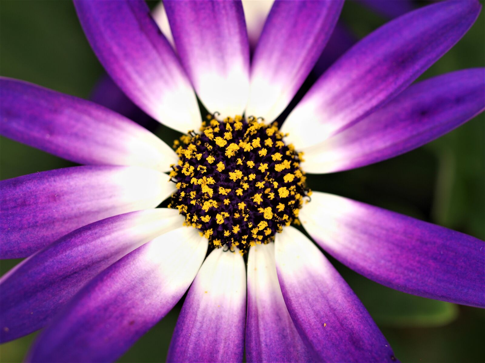 Olympus E-520 (EVOLT E-520) sample photo. Flower, nature, flora photography