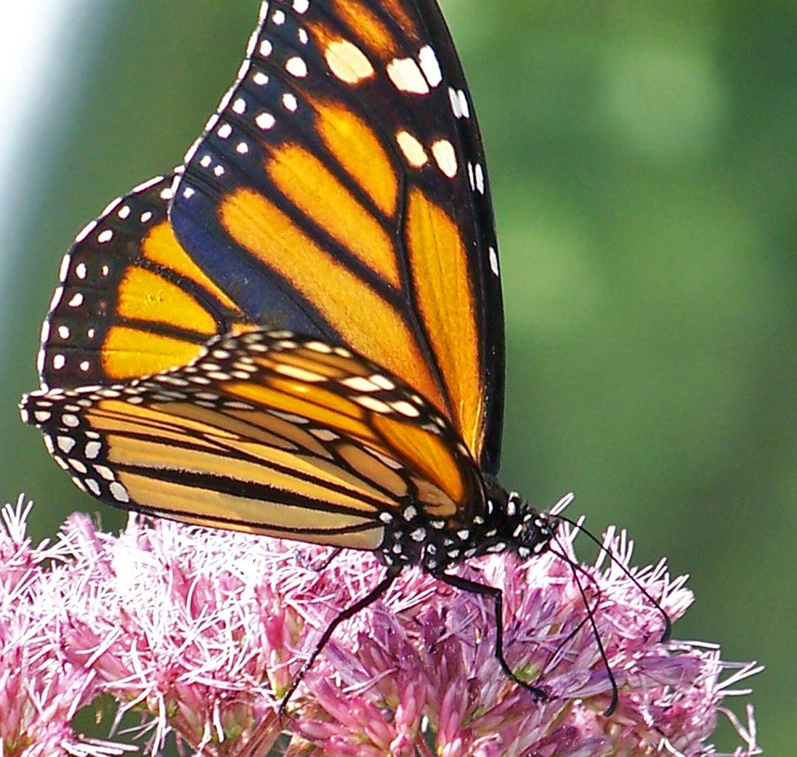 Kodak Z612 ZOOM DIGITAL CAMERA sample photo. Butterfly, monarch, insect photography