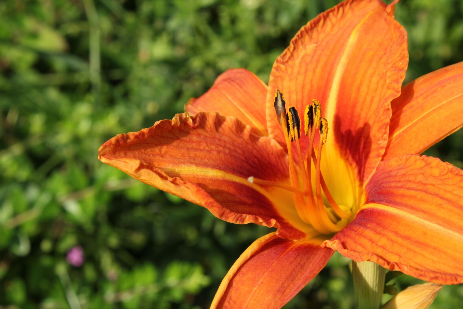 Canon EF-S 18-55mm F3.5-5.6 IS sample photo. Nature, flower, plant photography