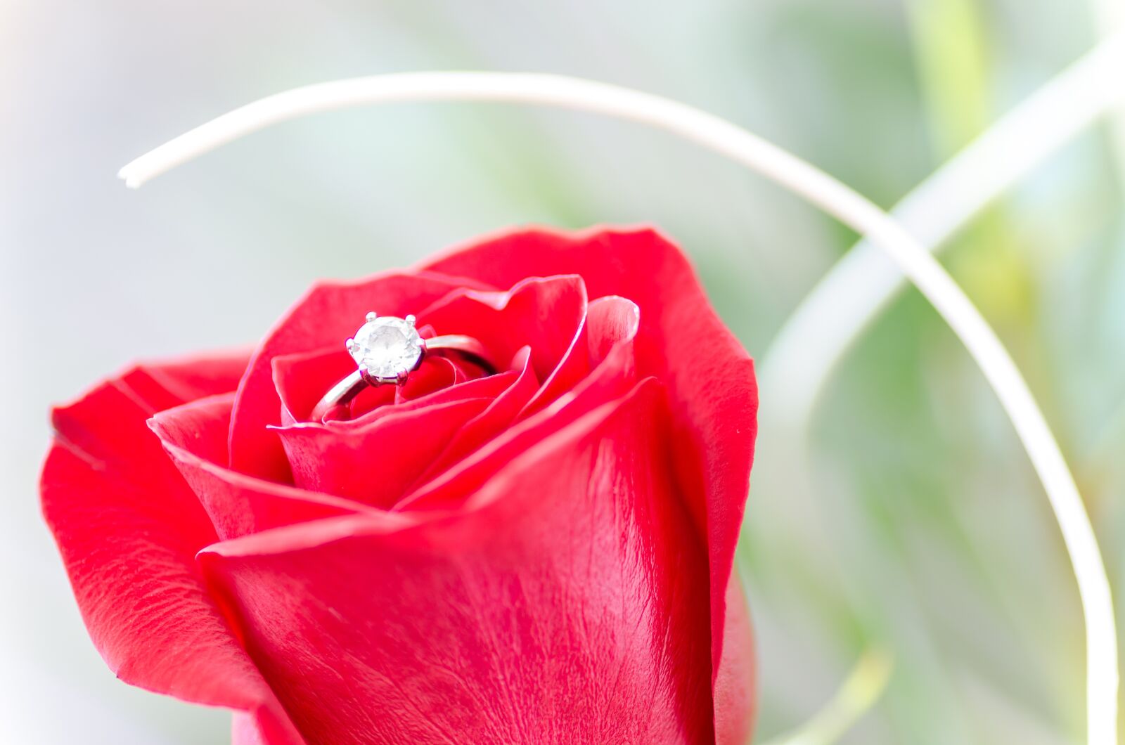 Nikon D5100 sample photo. Flower, rose, macro photography