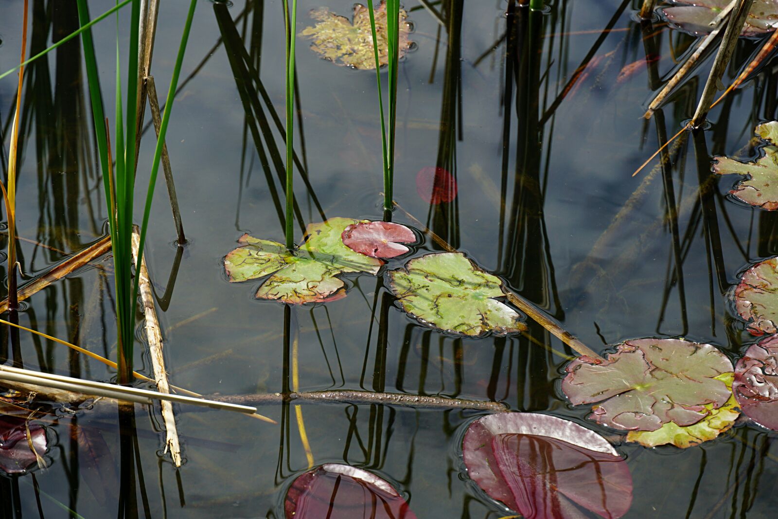 Sony a6000 sample photo. Pond, lily pads, water photography