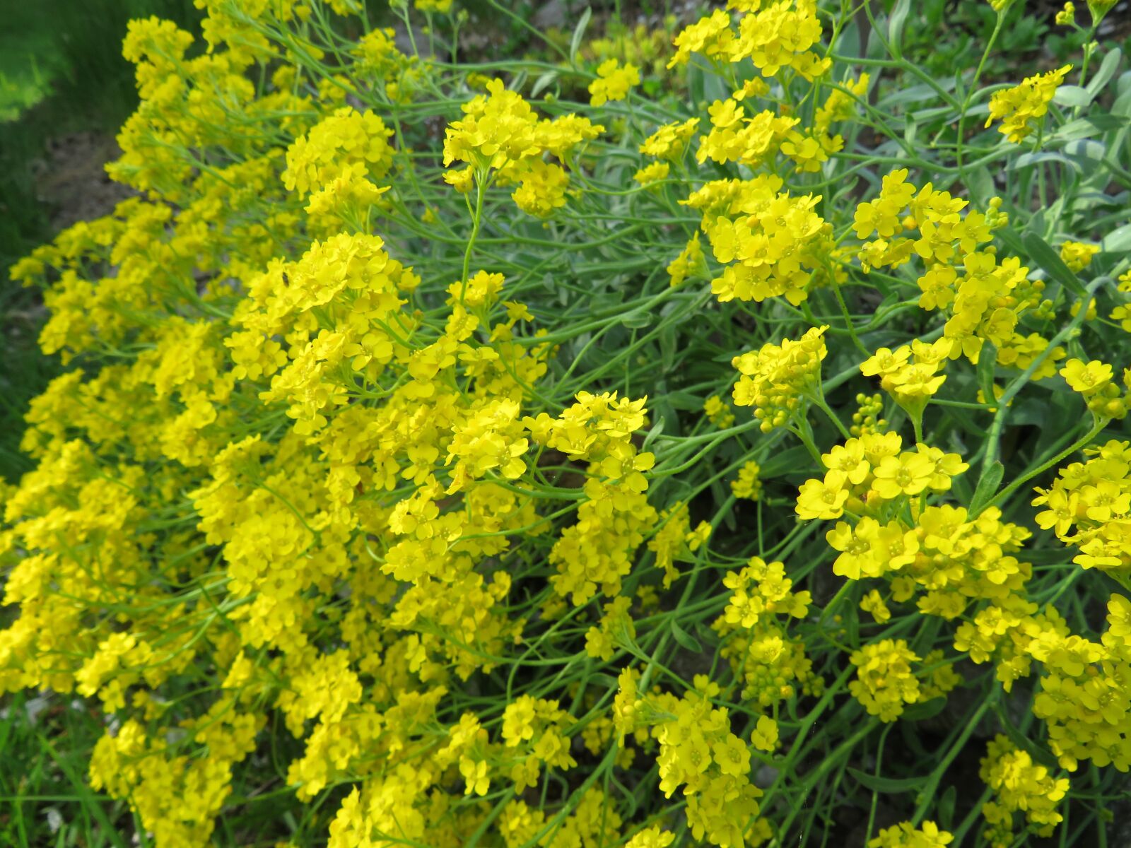 Canon PowerShot SX540 HS sample photo. Flowers, yellow, plants photography