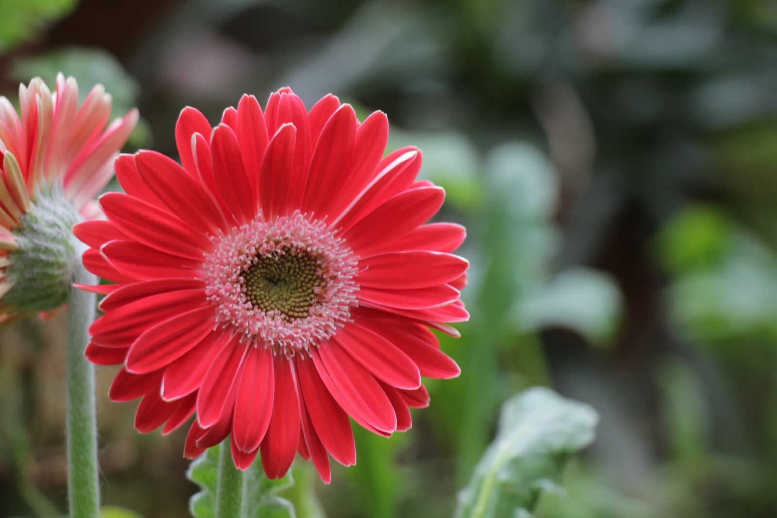 Canon EOS 550D (EOS Rebel T2i / EOS Kiss X4) sample photo. Flower, red, bloom photography