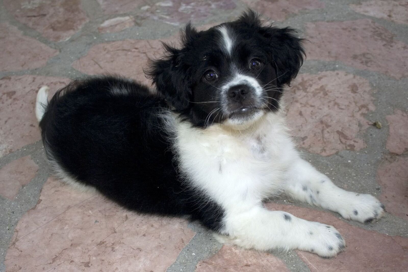 Canon EOS 350D (EOS Digital Rebel XT / EOS Kiss Digital N) sample photo. Adorable, puppy, baby photography