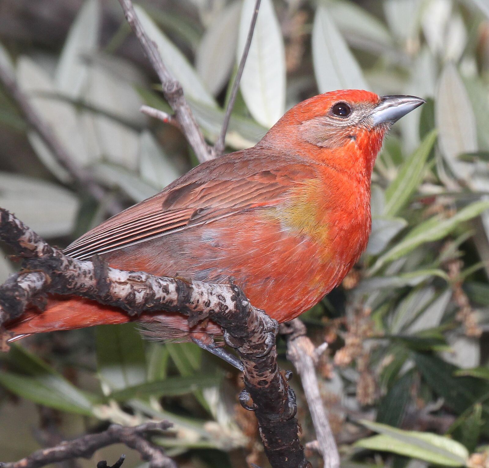 Canon EOS 650D (EOS Rebel T4i / EOS Kiss X6i) sample photo. Orange, brown, and, yellow photography