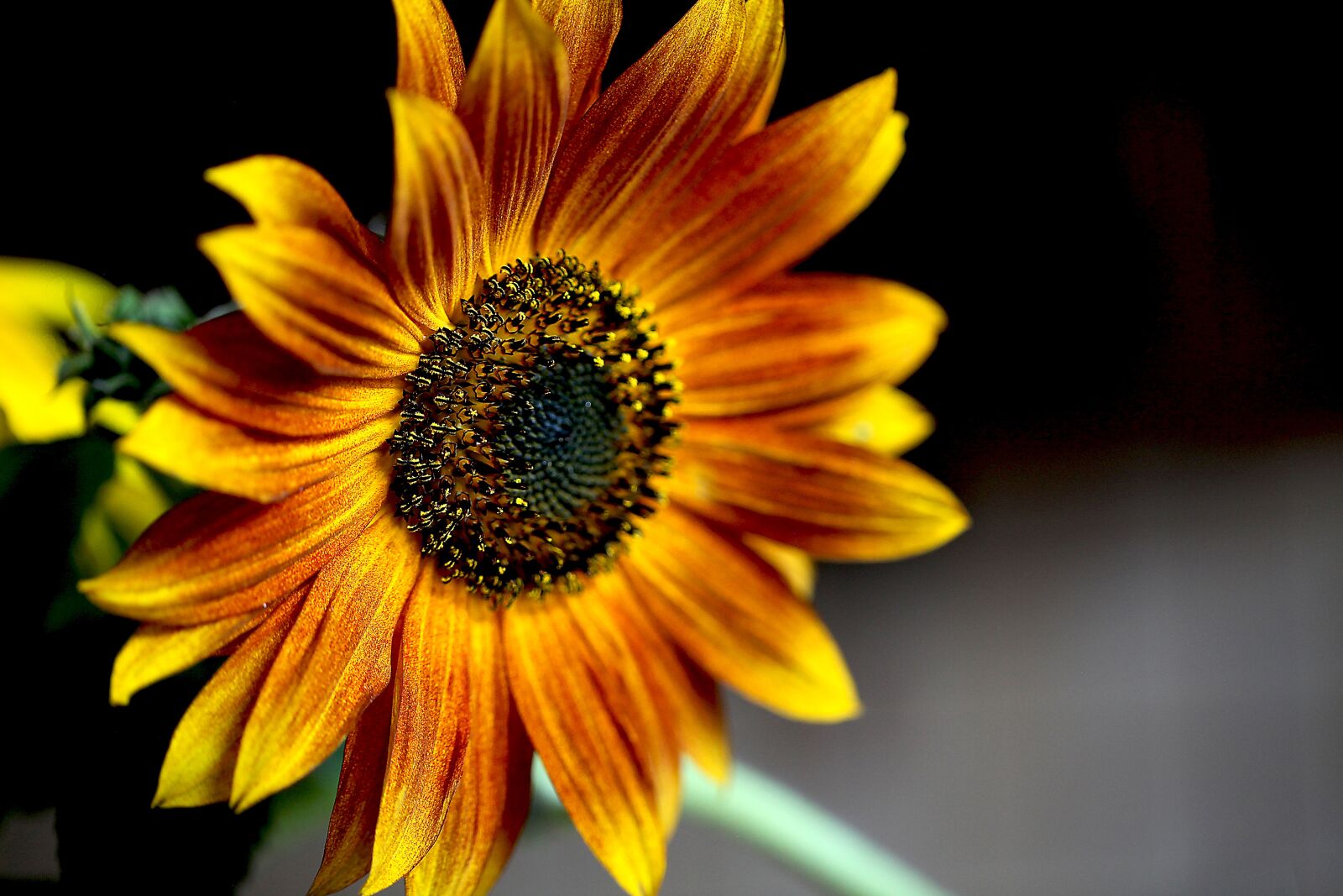 Canon EOS 5D Mark II sample photo. Sunflower, ornamental sunflower, blooming photography