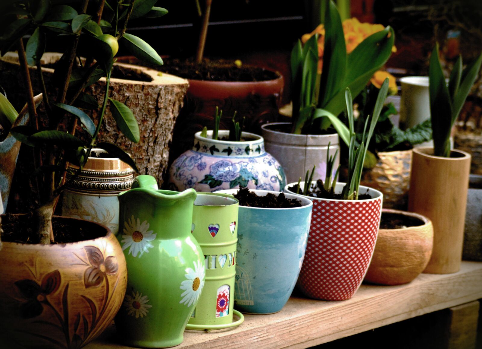 Nikon D5200 sample photo. Plant, planting pots, spring photography