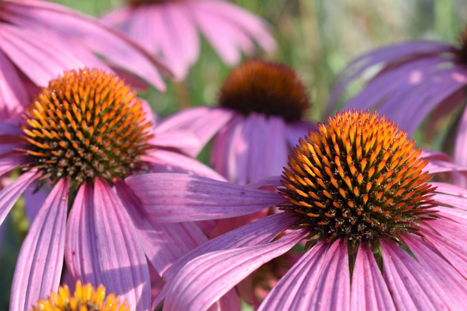 Nikon D5500 sample photo. Echinacea, flower, nature photography